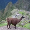 llama en Macchu Picchu