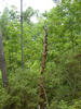 just a tree