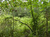 Jungle