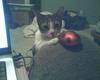 A game of Cat and Mouse