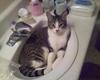 Cat in the Sink (I dunno?)