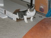 Puus in Box