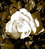 one of my photos