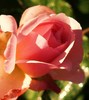 one of my photos