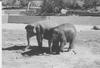 My talkative Elephants 