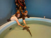My twin and I petting a tiger shark