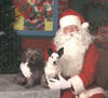 My dogs Christmas picture, and no, I'm not Santa