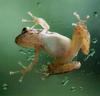 This is what my frog would look like, except mine has Webbed Feet cuz she (and a he too) are aquatic