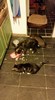 Our dog Caspian and two of the cats eating scrimpshell
