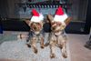 Brandy and Punkin say's Merry Christmas