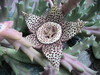 Toad Cactus bloosom
