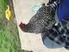 Penelope the lap chicken