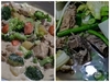 My chicken pastel with broccoli and nilaga