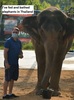 I have fed and bathed Elephants in Thailand