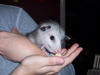 Sam, our pet possum