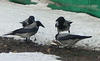 Russian Crows, these are big ugly nasty sounding birds, and very common