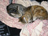 These are 2 of my 3 cats.