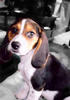 This is Luci