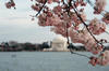 Thomas Jefferson Memorial and the infamous cherry blossoms
