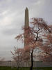 Washington Monument with it's best foreground... cherry blossoms