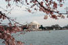 Another Thomas Jefferson Memorial and cherry blosom picture