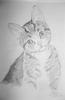 Sketch of Max