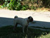 A PUG! I want one of these dogs!!