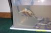 My turtle swimming around