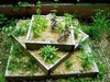 My herb pyramid
