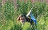 Playing in the Fireweed