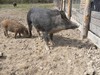 pigs