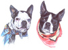 Boston terriers I drew for a client
