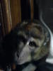 my pet monkey ..hehehe moi-moi