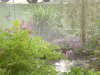 my garden