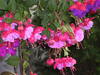 fuschia