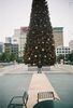 Chirstmas Tree