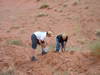 looking for large ants in Moab, Utah