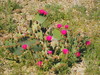 Beavertail Cactus