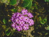 Picture of Flower I took