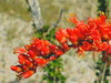 Ocotillo in Bloom, Desert by Winterhaven, CA