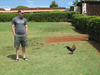 I'm looking at a chicken in Hawaii