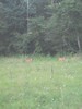 some deer @ the cabin