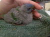 This is Goose, my2nd youngest rainbow lorikeet on the day we found her. She would have been about a week old.