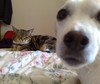 Sugarfoot and my cat Tigger. Tig lives with my mum