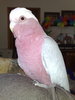 Jerlakus, my pink and grey galah. He also lives at my mums place