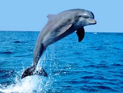 LDS Singles delfin